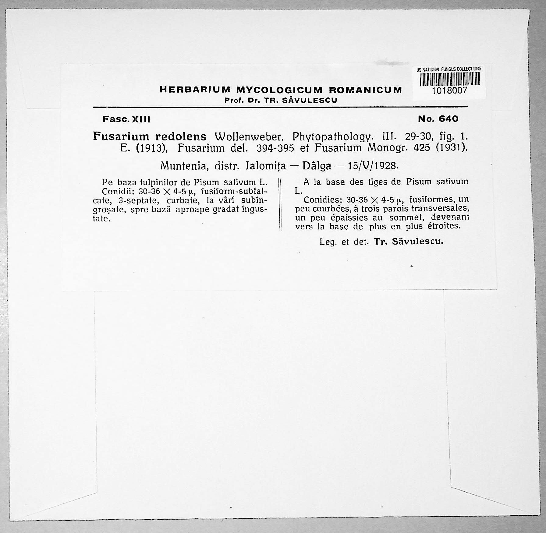 Fusarium redolens thumbnail
